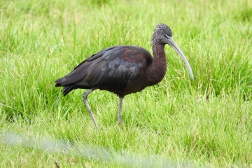 Double Ibis